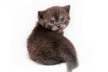 A beautiful smoky kitten sits with its back to the camera, turning its head back on a white background., cut out.
