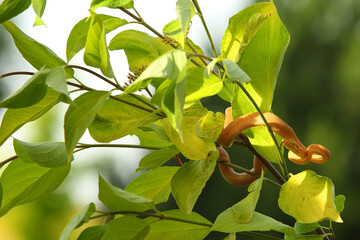 The Amazon tree boa (Corallus hortulanus) hanging from the green branch.