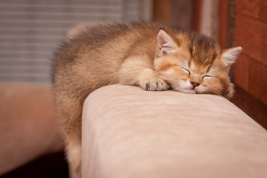 A charming golden kitten fell asleep on the back of the sofa with its hind paw hanging down, a British kitten is sleeping, front view.