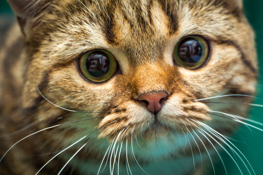 A close-up of a cat's muzzle, nose, whiskers and beautiful eyes of a British cat.