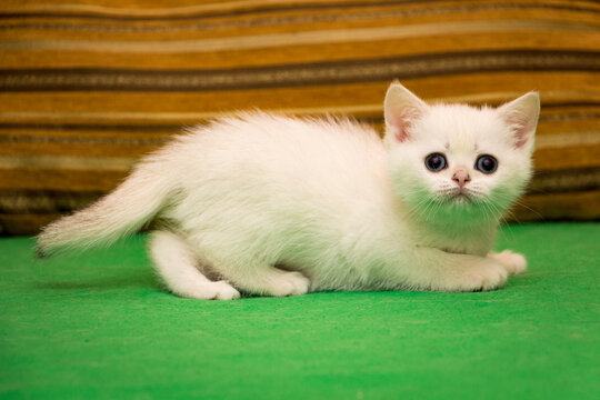 A frightened white kitten lies on the couch and looks at the camera.