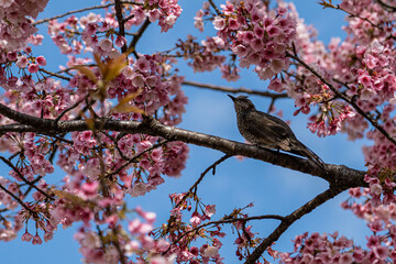 ヒヨドリと桜
