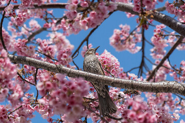 ヒヨドリと桜