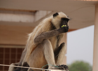 monkey baby sitting on a ceiling wall and eating fruit 