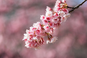 大寒桜