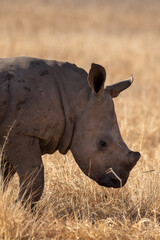 Obraz premium Cute White Rhino Calf, South Africa