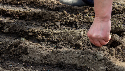 woman farmer sows cabbage in the greenhouse. Selective focus