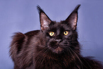 A beautiful big black maine coon kitten on blue background.