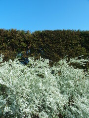 生け垣と雪柳と青空