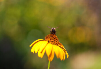 Bee on a yellow flower in sunlight summer single buzz bokeh garden honey insect macro animal plant...