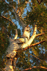 Birch tree closeup sunlight from below blue sky nature forest woods branch branches plant season leaves trunk foliage white park 