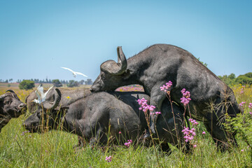 African buffalo mating, South Africa