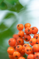 Close-up of ripening rowanberries in late summer, shallow depth of field.