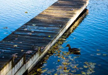 Duck raft lake river blue landscape dock platform planks autumn fall water bridge fishing travel yellow leaves calm pond nature wood dock reflection bird