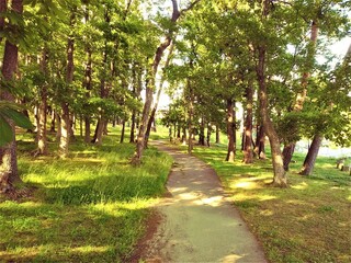 木漏れ日の公園