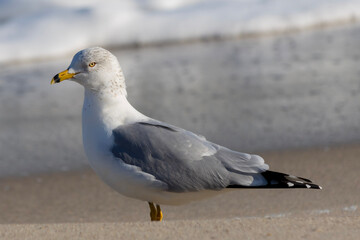 seagull on the beach, Carolina Beach, North Carolina.