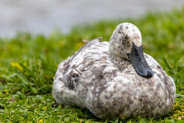 Mallard, lakeside, At the lake, at Lake Mirror, Lakeland, Florida, Polk County