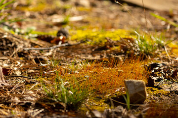 Soft moss and a rock in the sun at Lake James State Park, North Carolina