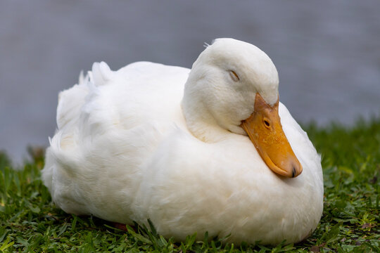 American Pekin Duck, Anas platyrhynchos domesticus. Domesticated Mallard. Lake Mirror, Hollis Garden, Polk county, Lakeland, Florida.