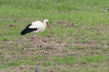 Weißstorch Ciconia ciconia) Klapperstorch Werder Havel Brandenburg
