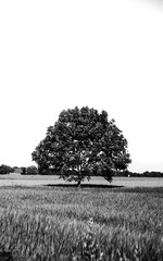 Single tree on a field meadow black and white wheat field, dramatic monochrome landscape print poster summer spring countryside agriculture rural trees hill country farm clouds environment fields
