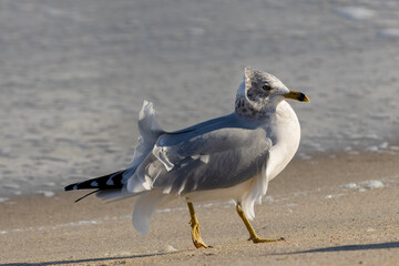 seagull on the beach, Carolina Beach, North Carolina.