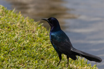 Boat-Tailed Grackle. Quiscalus Major. Lake Mirror, Lakeland, Florida. Polk County Florida.