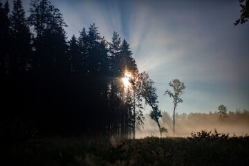 Forest in the morning fog. The rays of the sun through the fog.