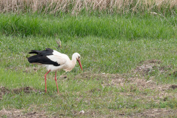 Weißstorch Ciconia ciconia) Klapperstorch Werder Havel Brandenburg