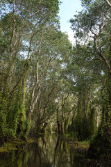 Scenery of trees in mangrove