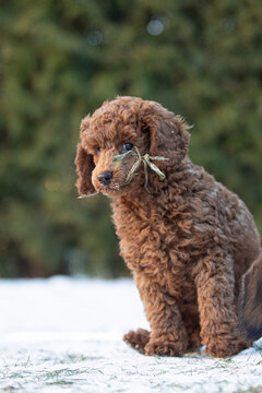 puppy in the snow pudel 