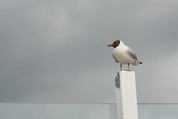 Lachmöwe Chroicocephalus ridibundus Larus ridibundus auf weissem Pfosten