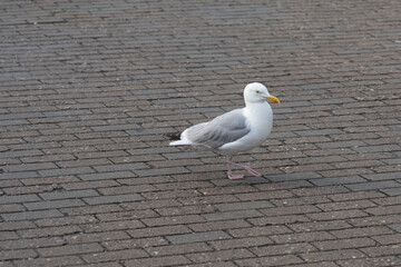Möwe Ditzum Hafen Ostfriesland
