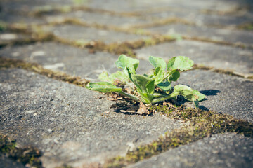 little weed on a street