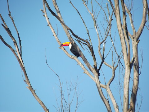 Tucano parado em galho seco de &aacute;rvore.