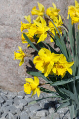 A bush of blooming yellow daffodils on the street near the stone in spring sunny day.