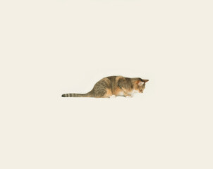 Obraz premium 猫