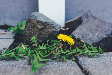 single dandelion in front of little rocks