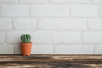 Cactus red pot over white wall on wooden background with copy space. Slow life and home decoration concept.