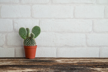 Cactus in red plastic pot on wooden table with white brick wallpaper background copy space. Hipster lifestyle, nature minimal concept.