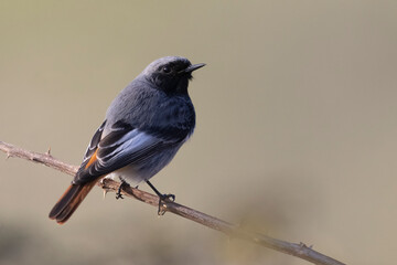 The male black redstart (Phoenicurus ochruros) is a small passerine bird.