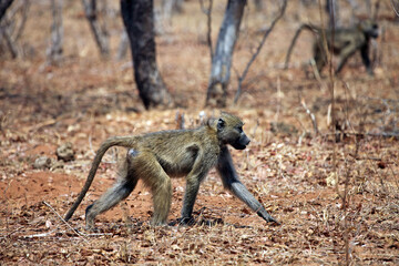 Baboon walking in early morning sunlight, Botswana
