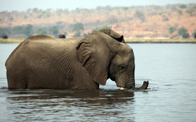 Elephant crossing the Chobe River, Botswana
