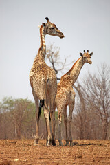 Naklejka na ściany i meble Female giraffe with baby, Botswana 