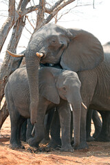 Female elephant protecting its young, Botswana
