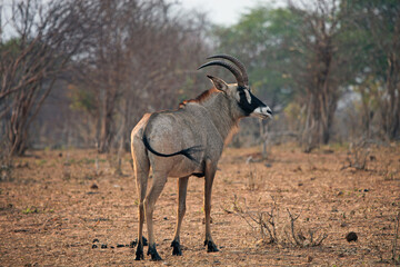View of a Roan Antelope, Chobe National Park Botswana
