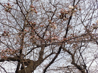 桜咲き始めの千鳥ヶ淵