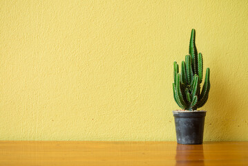 Cactus in plastic pot on wooden table with yellow cement wall background.