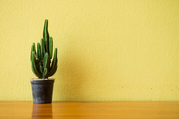 Cactus in plastic pot on wooden table with yellow cement wall background. Life style, minimal, hipster and nature concept.