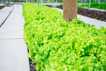 Oak lettuce organic vegetable salad in green farm. Agriculture organic concept.